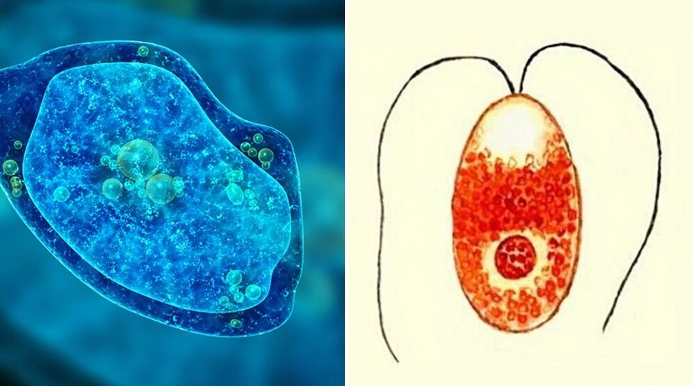 protozoaires parasites amibe dysentérique et plasmodium malarique