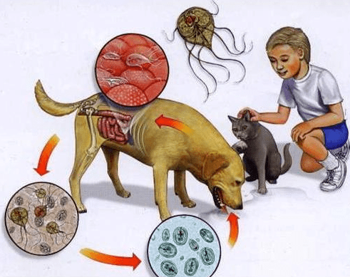 Symptômes d'infection de LAMBLIA